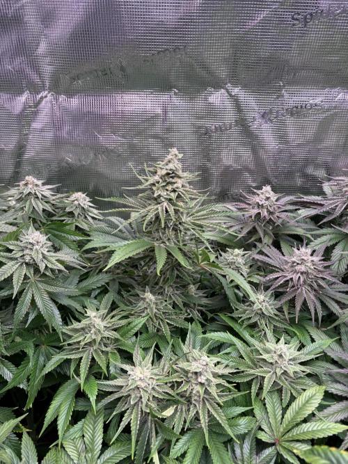 Masterpiece from Start to Harvest. Week 9