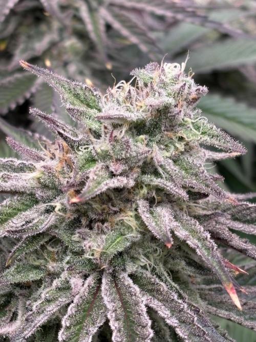 Masterpiece from Start to Harvest. Week 9