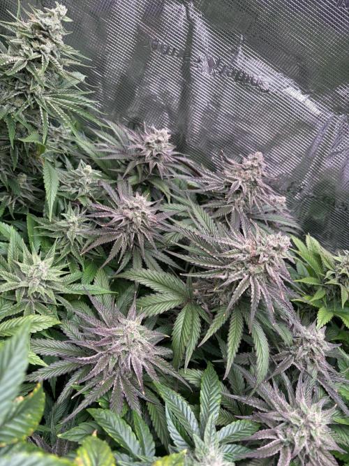 Masterpiece from Start to Harvest. Week 9