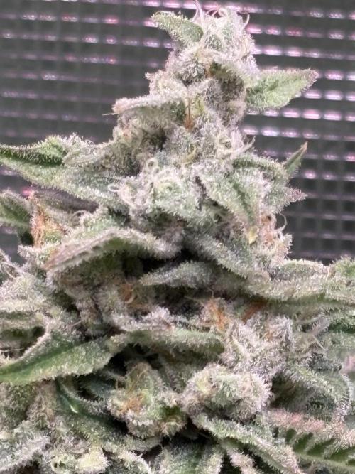 Masterpiece from Start to Harvest. Week 9