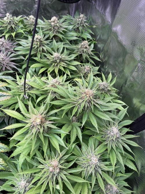 Brake Dust Dreams, Break Pad Breath Grow. Week 9