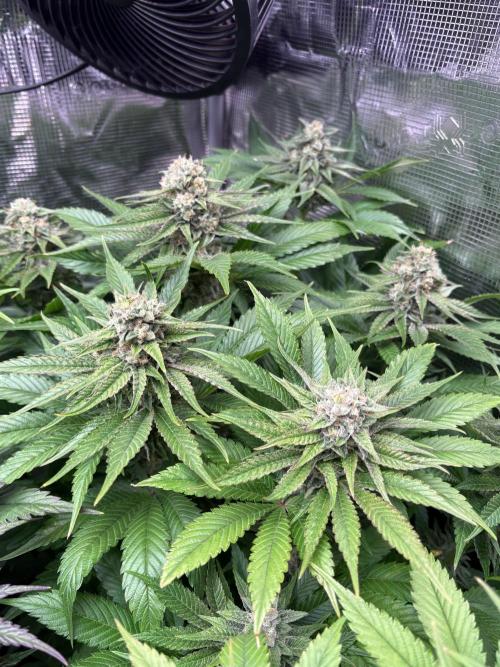 Brake Dust Dreams, Break Pad Breath Grow. Week 9