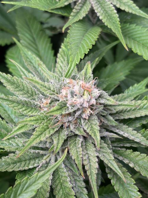 Brake Dust Dreams, Break Pad Breath Grow. Week 9