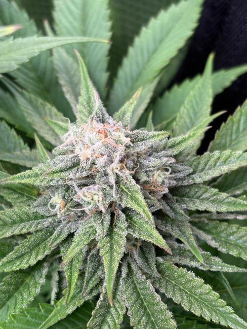 Brake Dust Dreams, Break Pad Breath Grow. Week 9