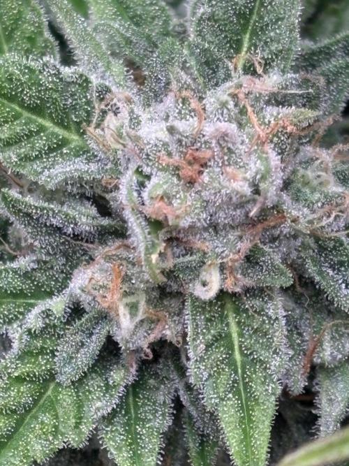 Brake Dust Dreams, Break Pad Breath Grow. Week 9