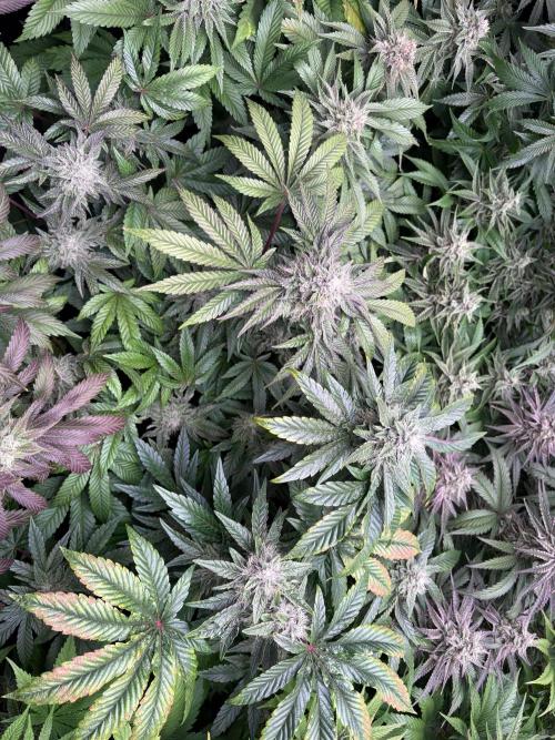 Milk & Terps – Coco Milk Diary. Week 9
