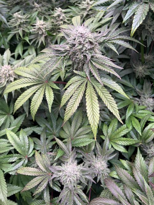 Milk & Terps – Coco Milk Diary. Week 9
