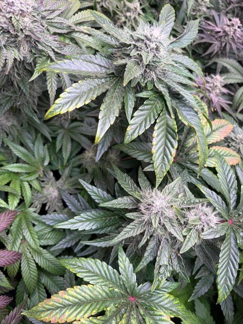 Milk & Terps – Coco Milk Diary. Week 9