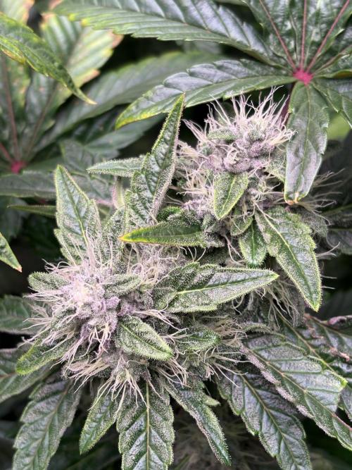 Milk & Terps – Coco Milk Diary. Week 9
