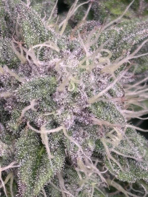 Milk & Terps – Coco Milk Diary. Week 9