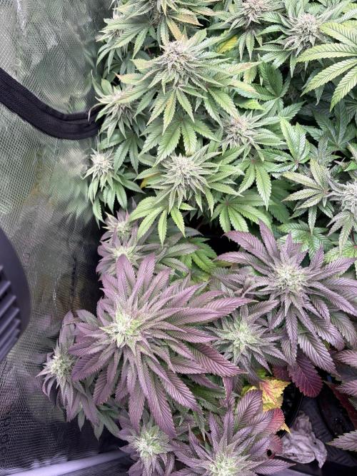 London Mint Cycle. Week 9