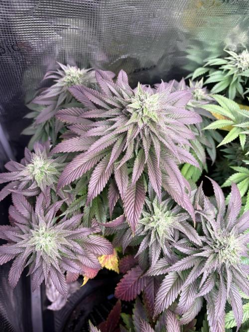 London Mint Cycle. Week 9