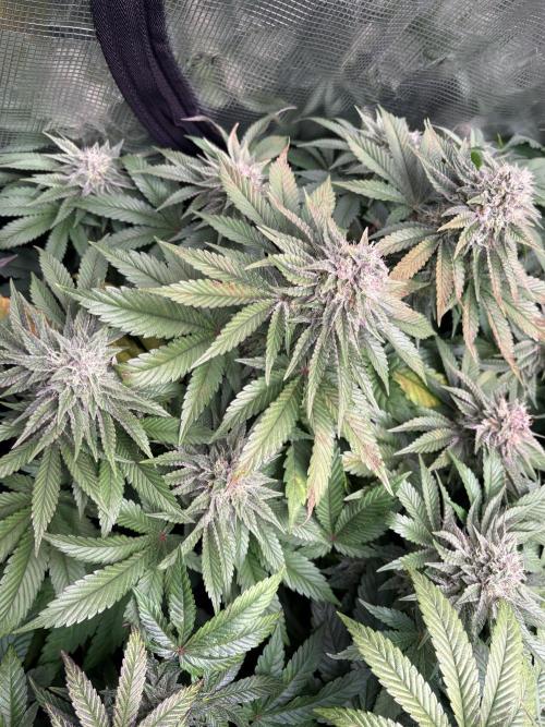 London Mint Cycle. Week 9