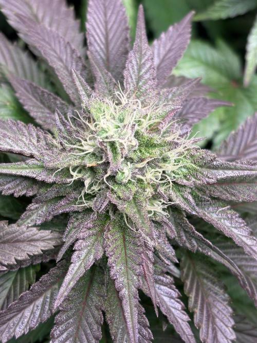 London Mint Cycle. Week 9