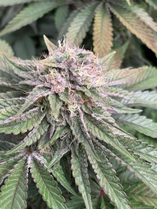 London Mint Cycle. Week 9