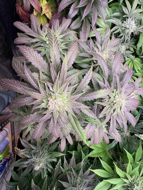 Lemon Cherry Royale – Grow Log. Week 9