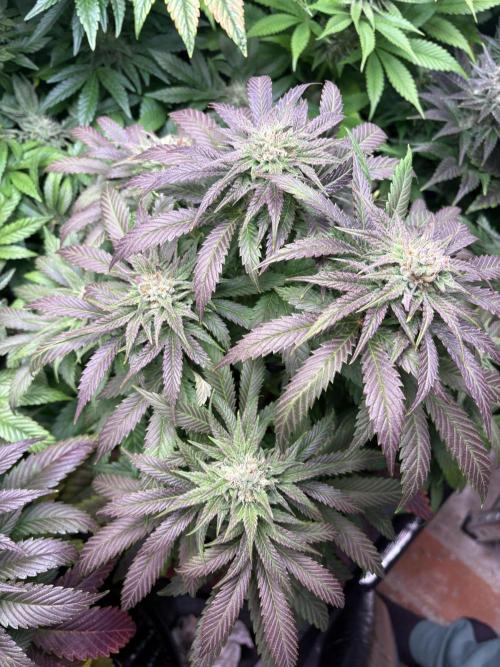 Lemon Cherry Royale – Grow Log. Week 9