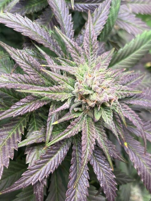 Lemon Cherry Royale – Grow Log. Week 9