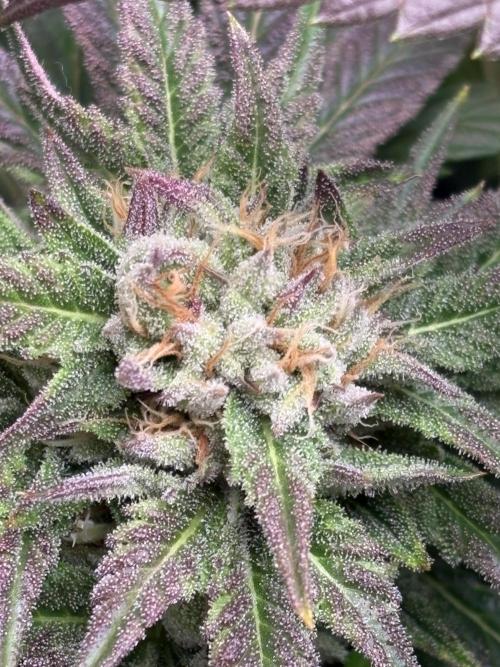 Lemon Cherry Royale – Grow Log. Week 9