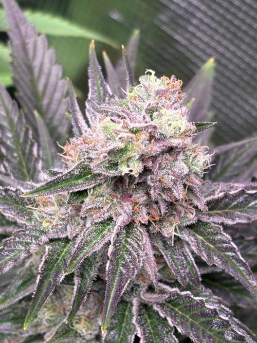 Grape Diamonds x Grandpas Cookies #6. Week 9