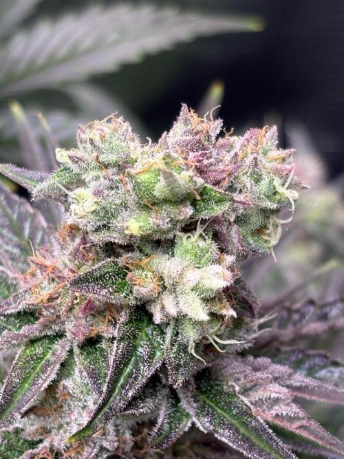 Grape Diamonds x Grandpas Cookies #6. Week 9