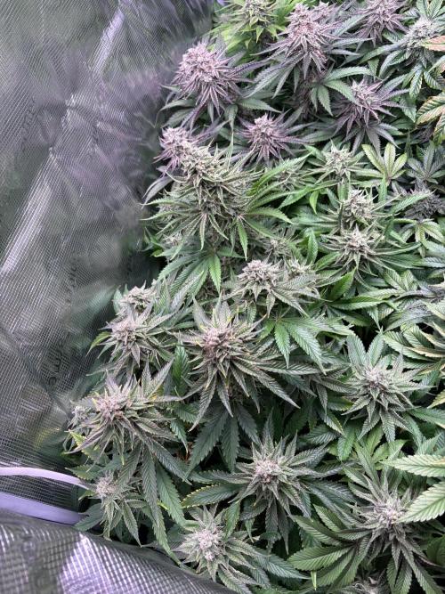 Masterpiece from Start to Harvest. Week 10