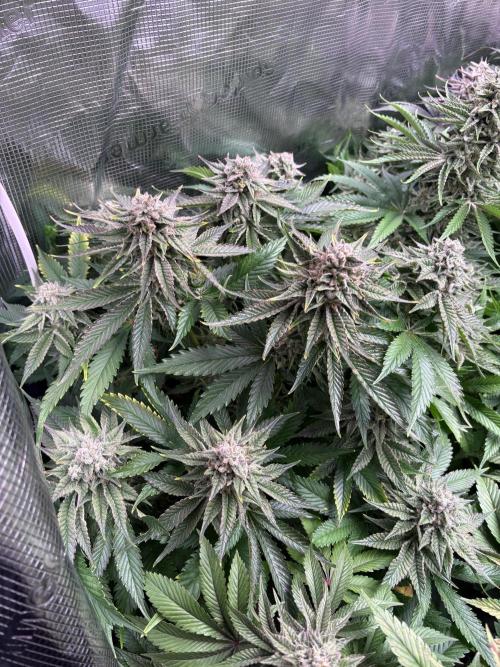 Masterpiece from Start to Harvest. Week 10