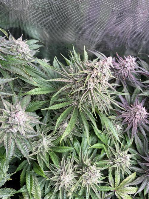 Masterpiece from Start to Harvest. Week 10