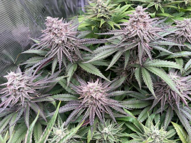 Masterpiece from Start to Harvest. Week 10