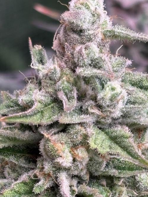 Masterpiece from Start to Harvest. Week 10
