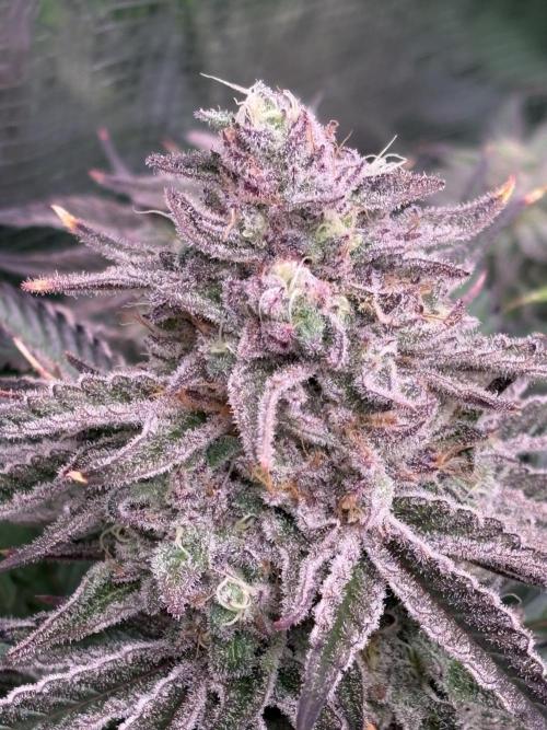 Masterpiece from Start to Harvest. Week 10