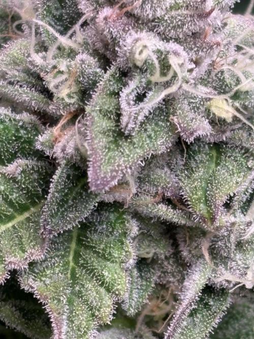 Masterpiece from Start to Harvest. Week 10