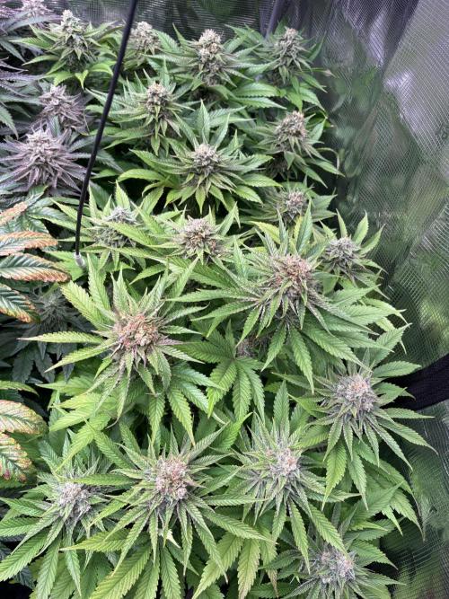 Brake Dust Dreams, Break Pad Breath Grow. Week 10