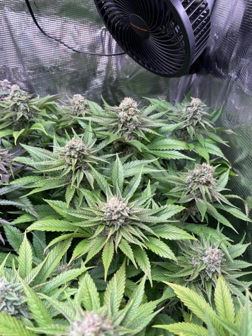 Brake Dust Dreams, Break Pad Breath Grow. Week 10