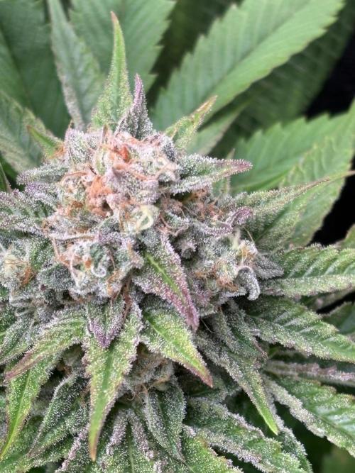 Brake Dust Dreams, Break Pad Breath Grow. Week 10