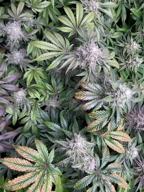 Milk & Terps – Coco Milk Diary. Week 10