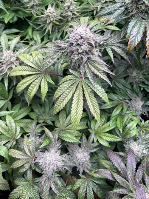 Milk & Terps – Coco Milk Diary. Week 10