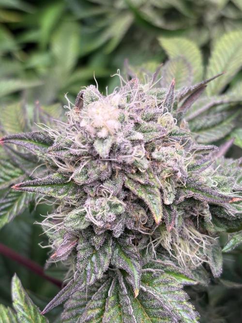 Milk & Terps – Coco Milk Diary. Week 10