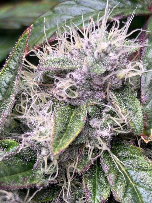 Milk & Terps – Coco Milk Diary. Week 10