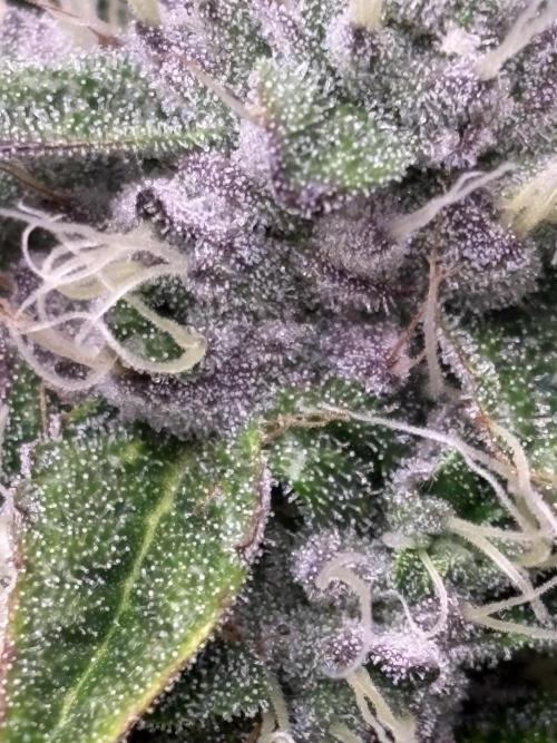 Milk & Terps – Coco Milk Diary. Week 10