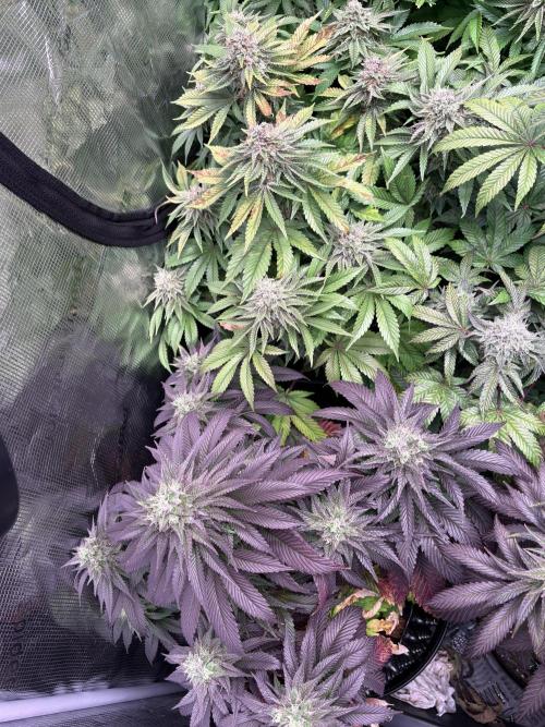 London Mint Cycle. Week 10