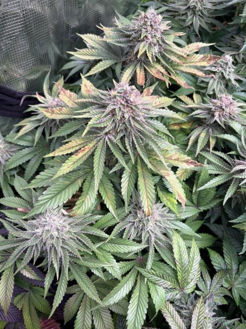 London Mint Cycle. Week 10