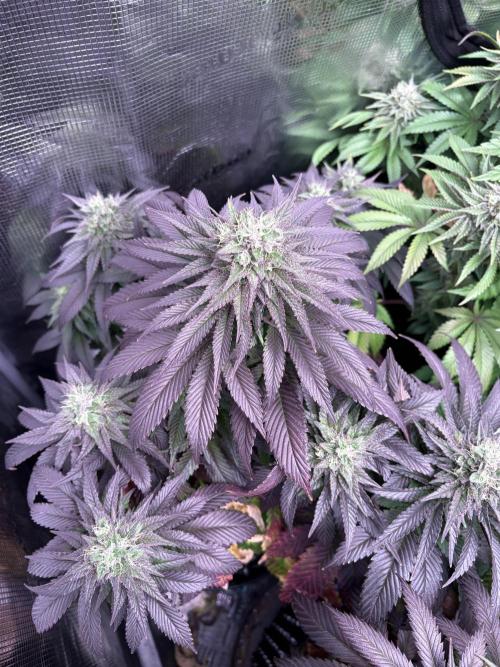London Mint Cycle. Week 10