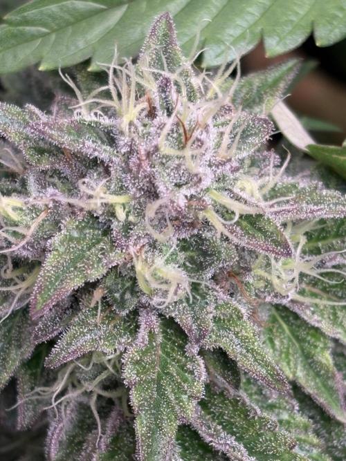 London Mint Cycle. Week 10