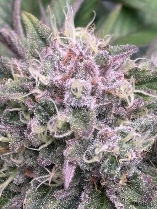 London Mint Cycle. Week 10