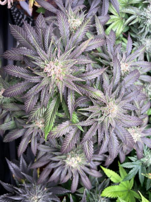 Lemon Cherry Royale – Grow Log. Week 10