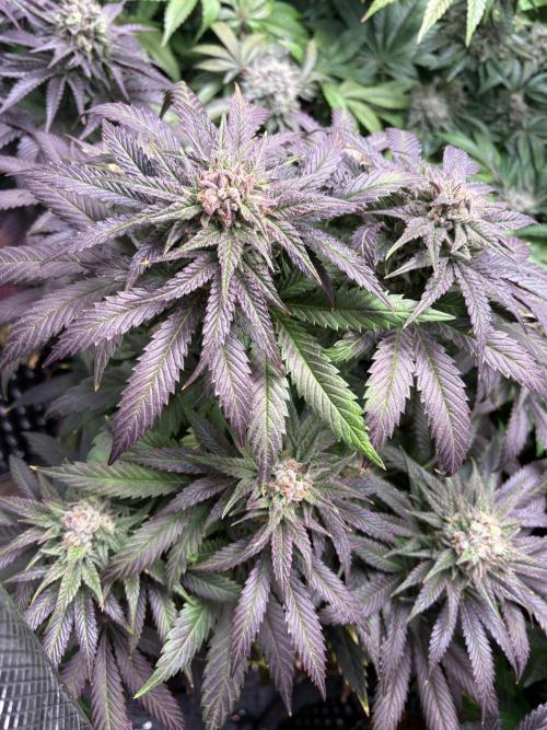 Lemon Cherry Royale – Grow Log. Week 10