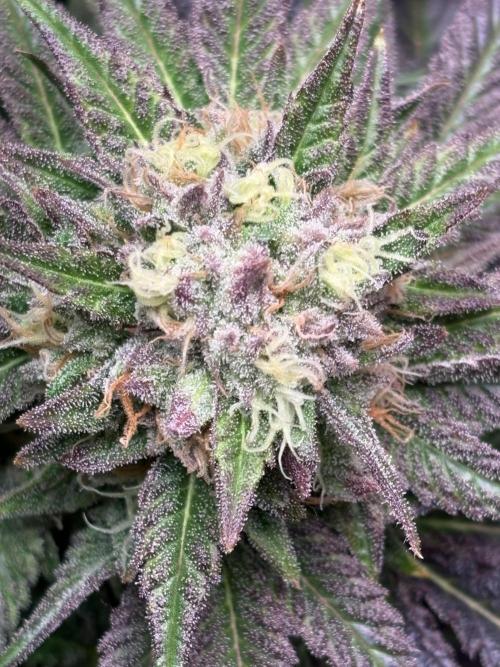 Lemon Cherry Royale – Grow Log. Week 10