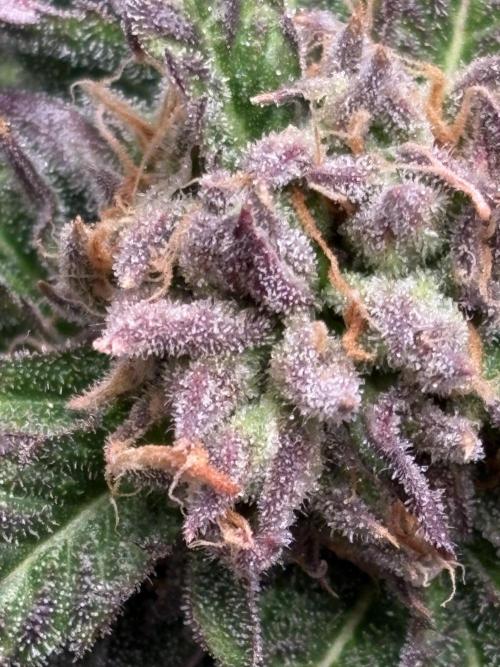 Lemon Cherry Royale – Grow Log. Week 10
