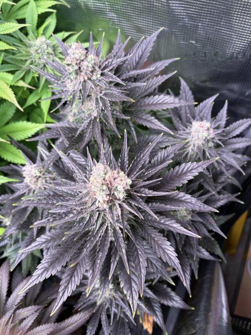 Grape Diamonds x Grandpas Cookies #6. Week 10